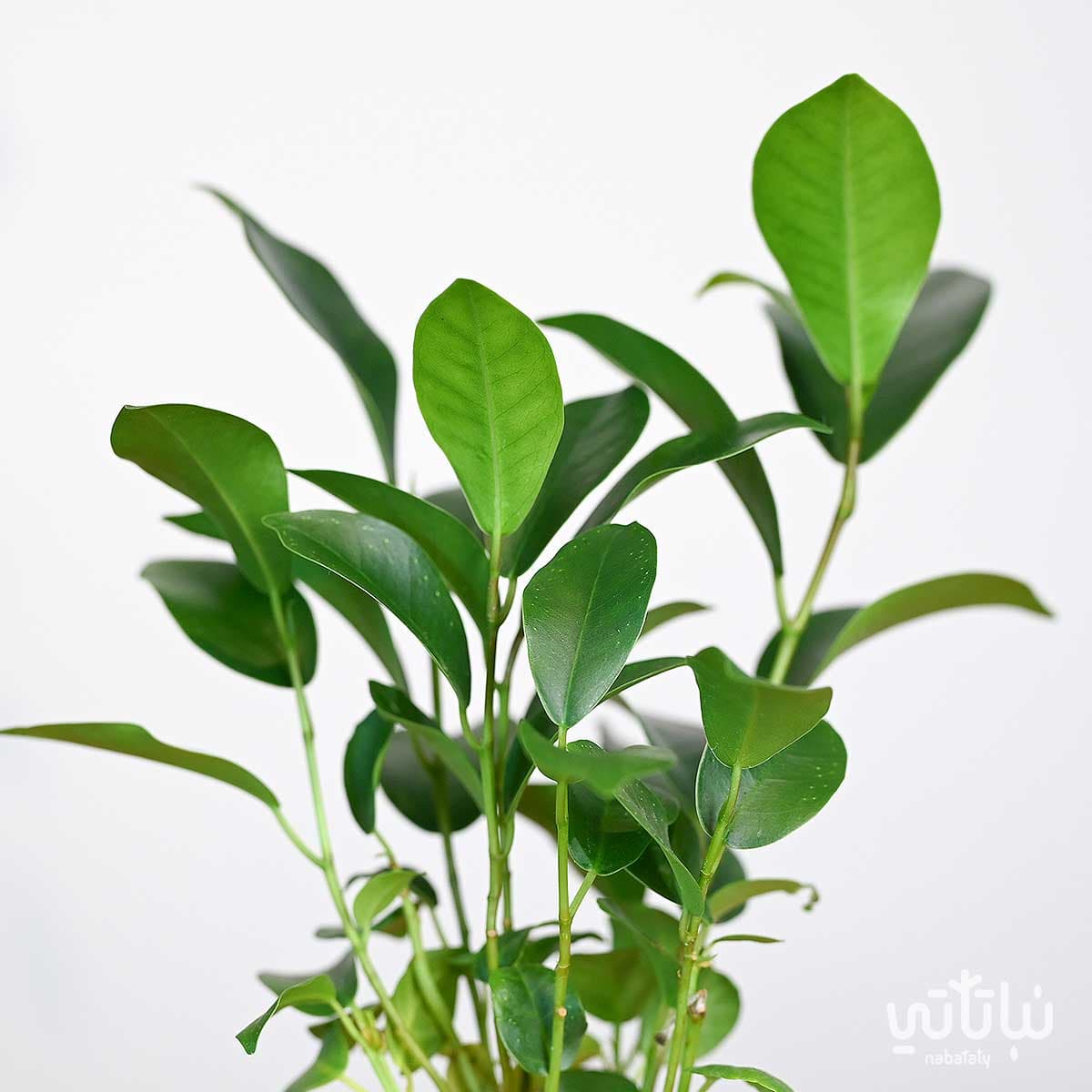 نبتة ميني بونساي في اصيص سيراميك ابيض 3