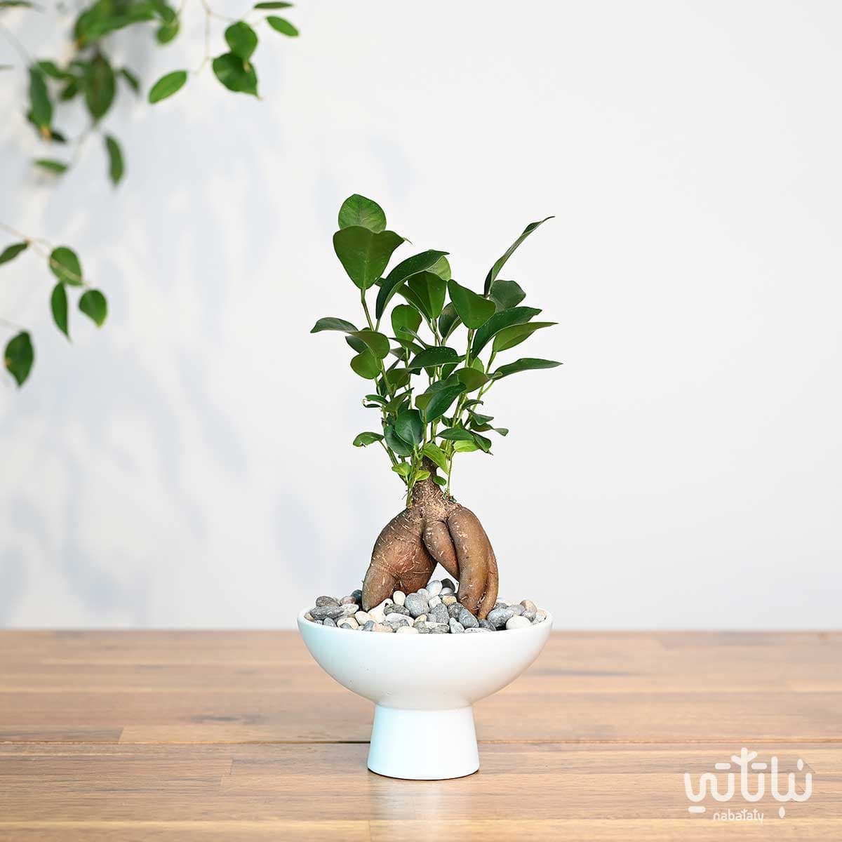 نبتة ميني بونساي في اصيص سيراميك ابيض 1