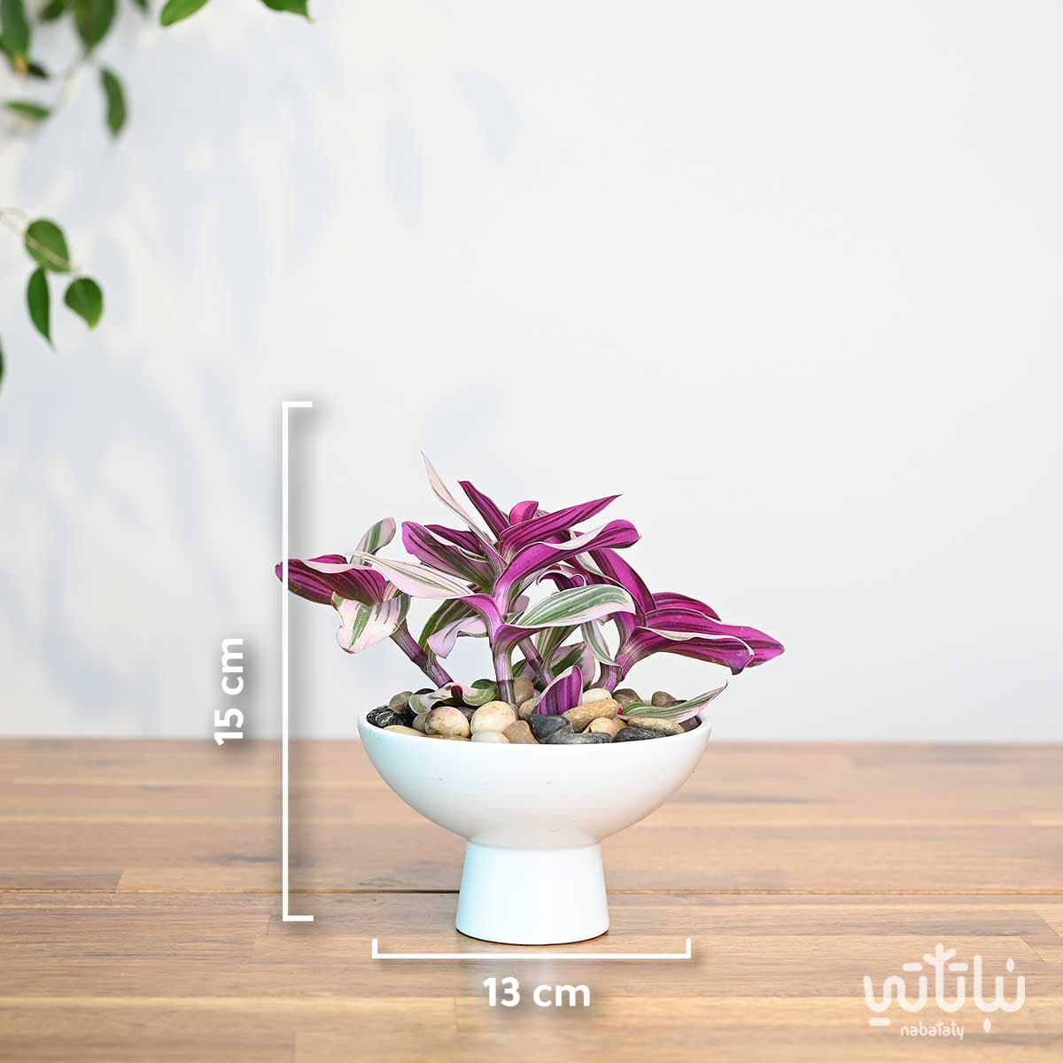 نبتة ترادسكانتيا في اصيص سيراميك ابيض 2