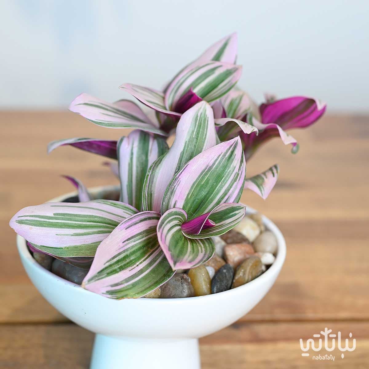 نبتة ترادسكانتيا في اصيص سيراميك ابيض 3