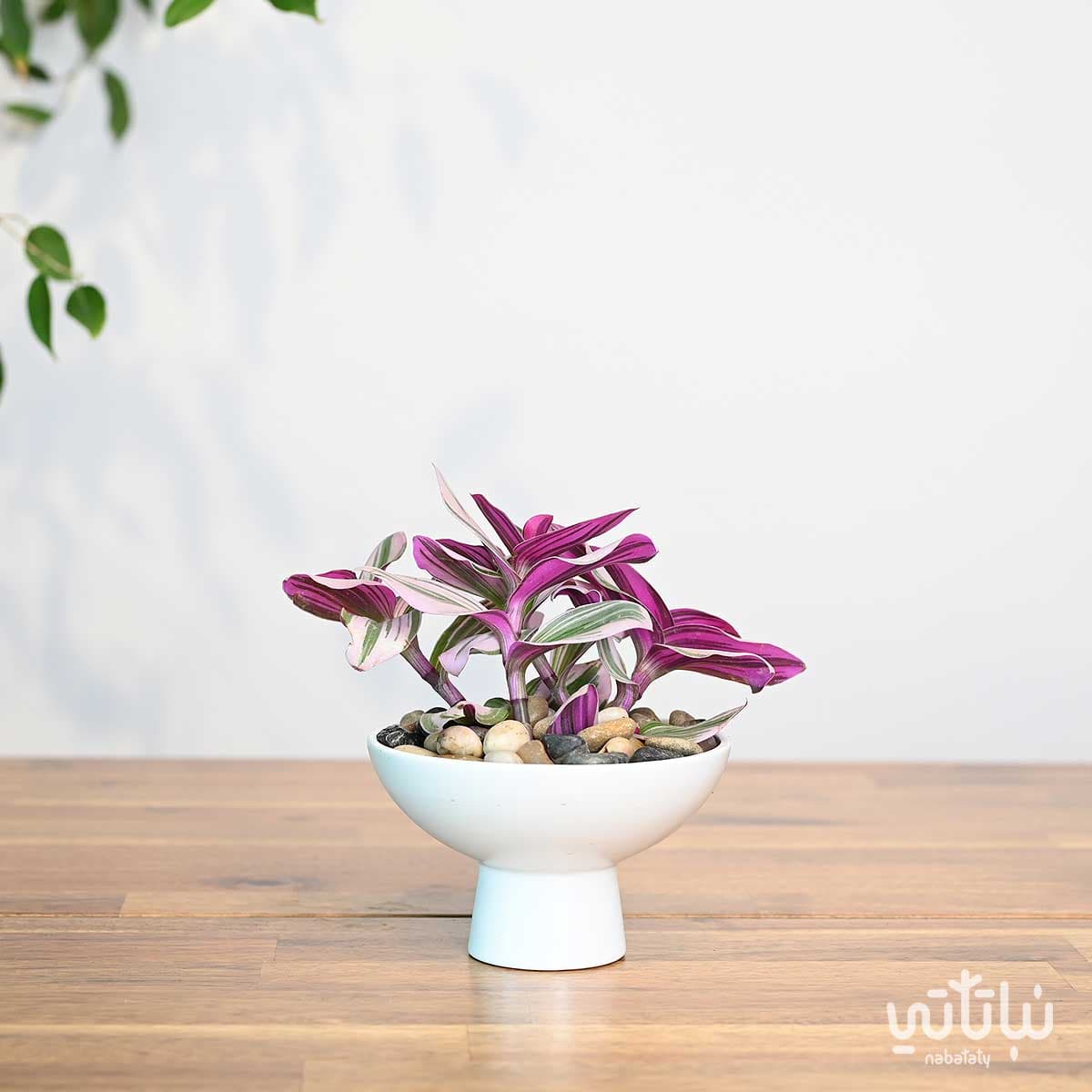 نبتة ترادسكانتيا في اصيص سيراميك ابيض 1