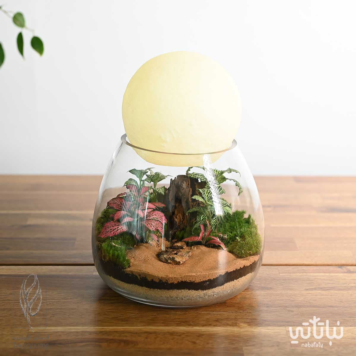 غابة قمر الشمال 1