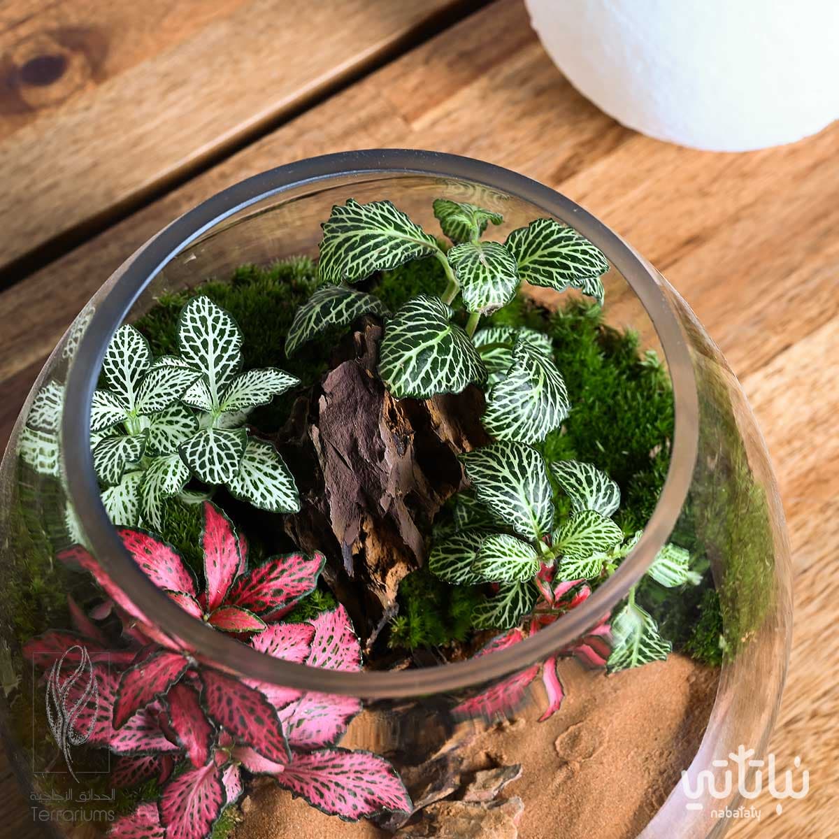 غابة قمر الشمال 2