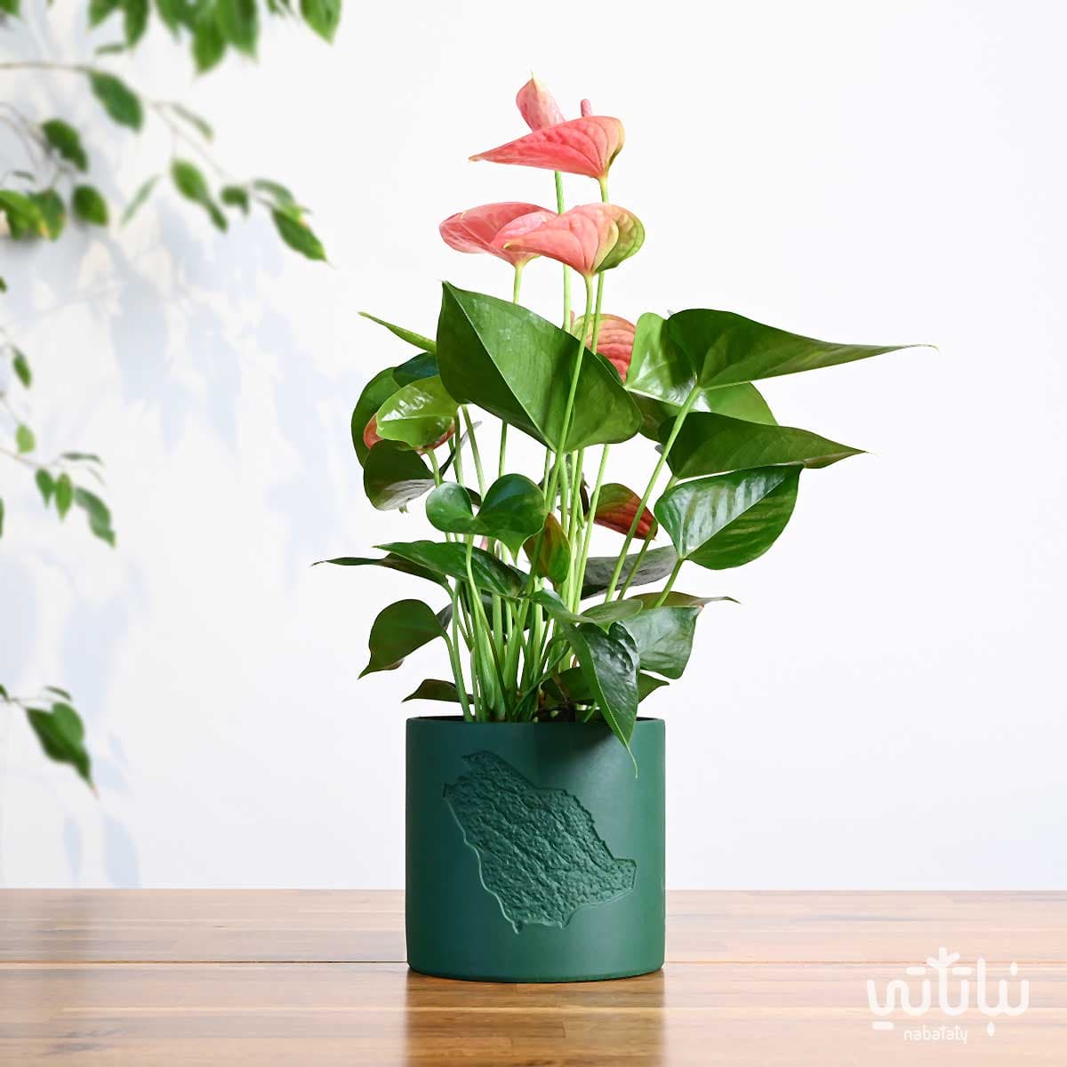 هدية نبتة الانتوريوم في حوض خريطة المملكة 1