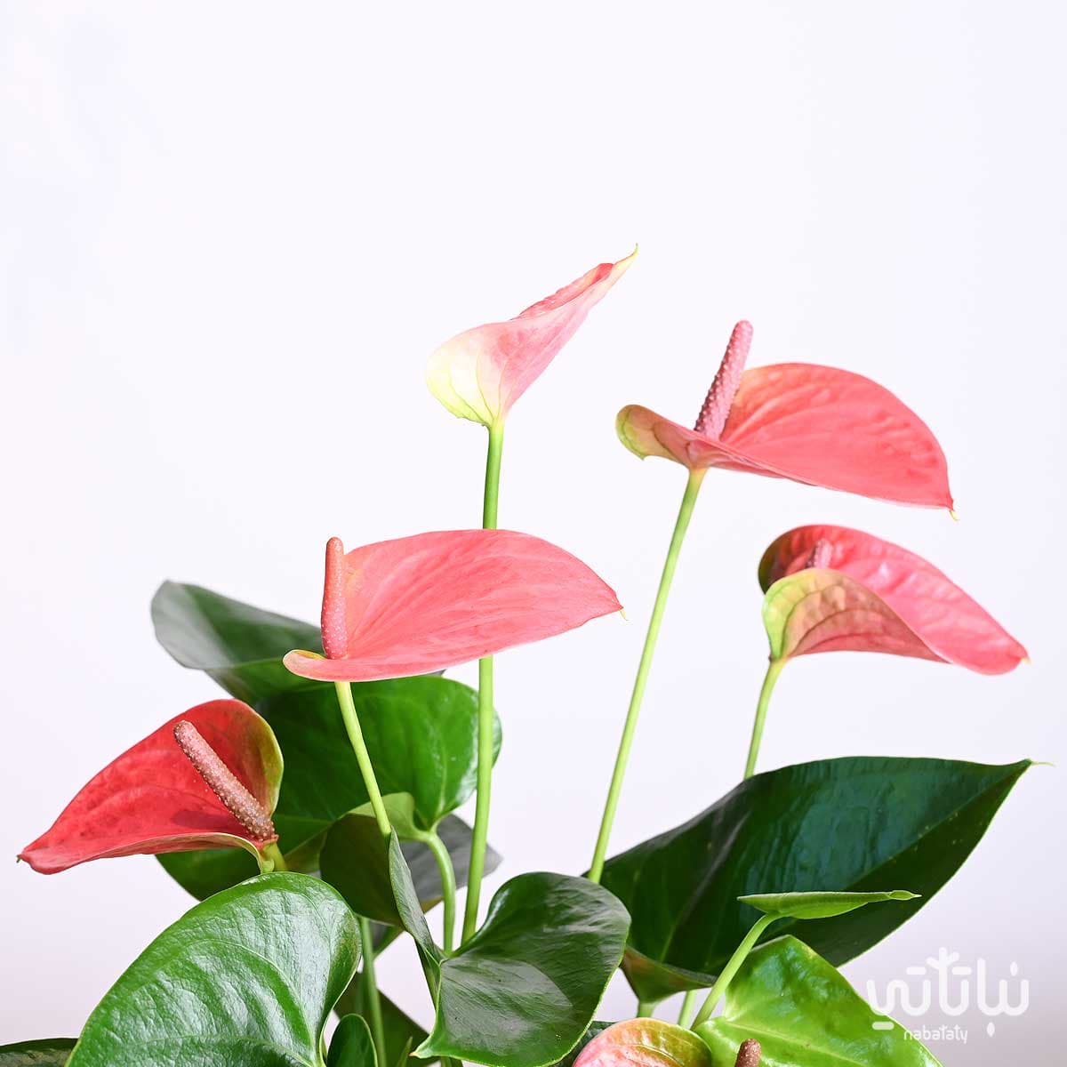 هدية نبتة الانتوريوم في حوض خريطة المملكة 3