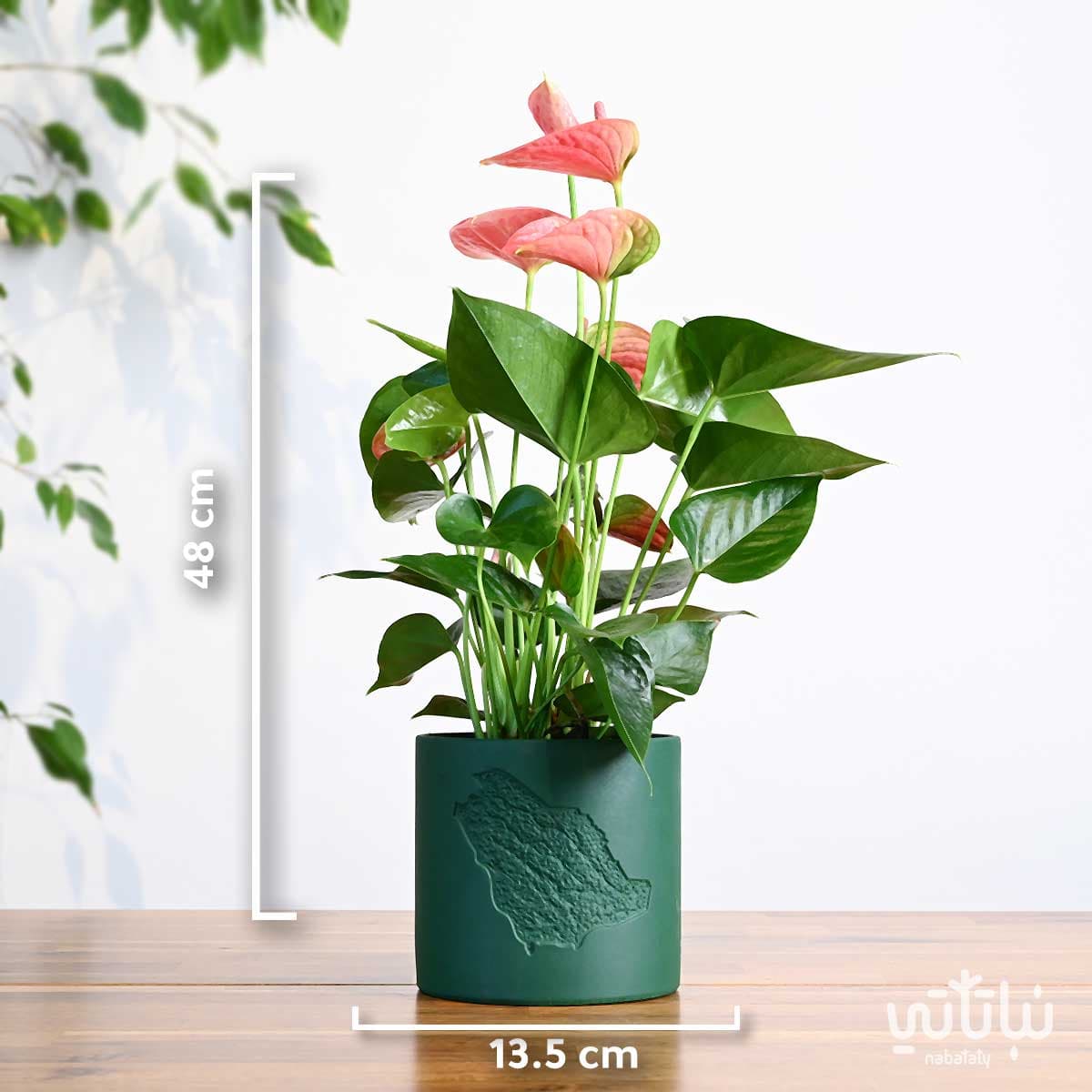 هدية نبتة الانتوريوم في حوض خريطة المملكة 2