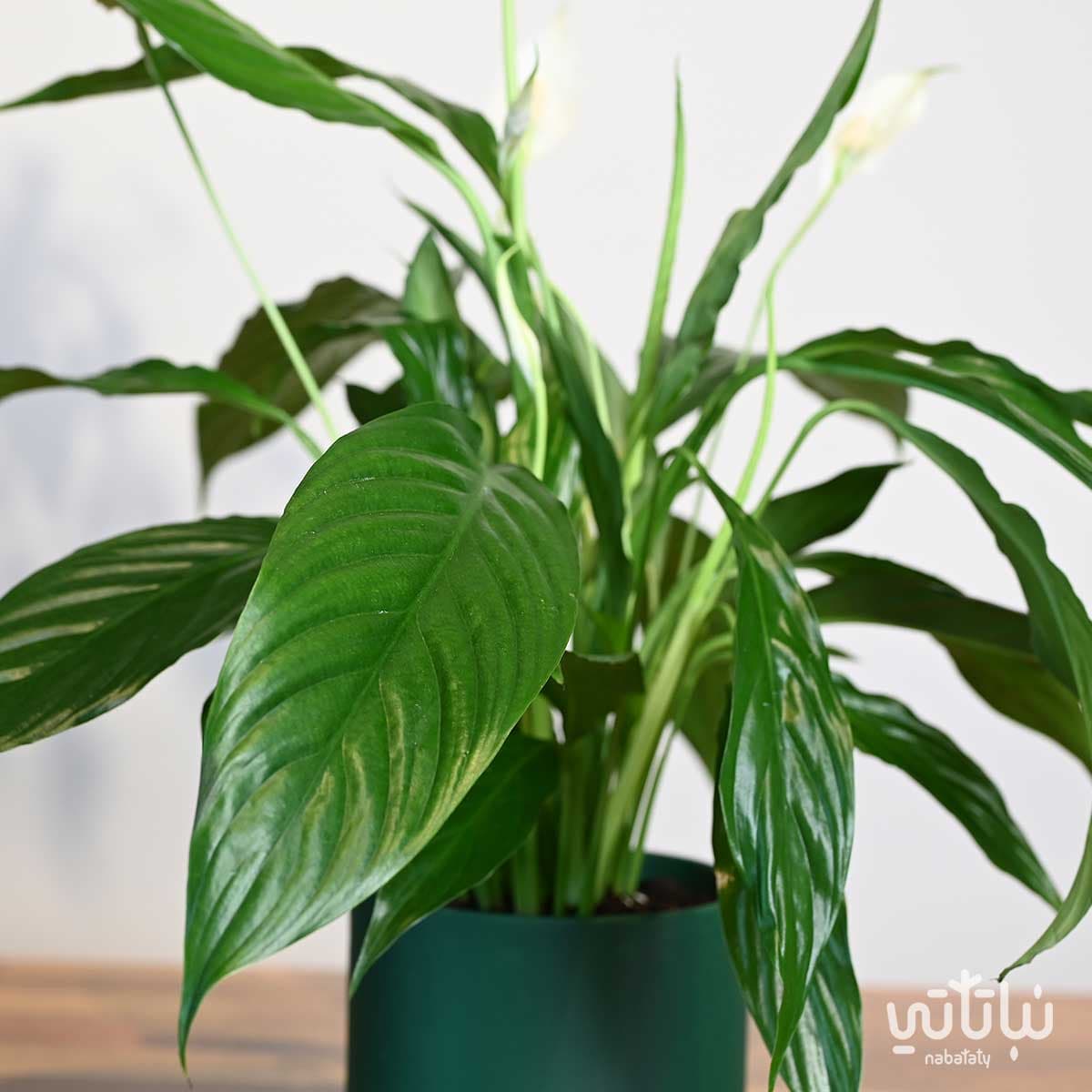 هدية نبتة الاشرعة البيضاء في حوض خريطة المملكة 3