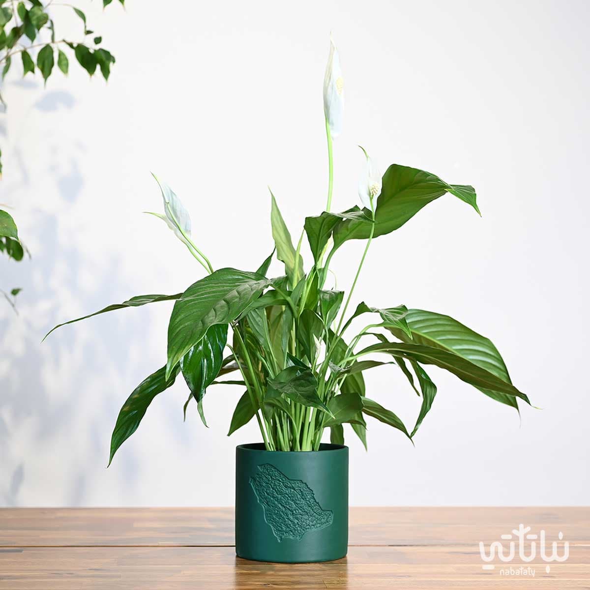 هدية نبتة الاشرعة البيضاء في حوض خريطة المملكة 1