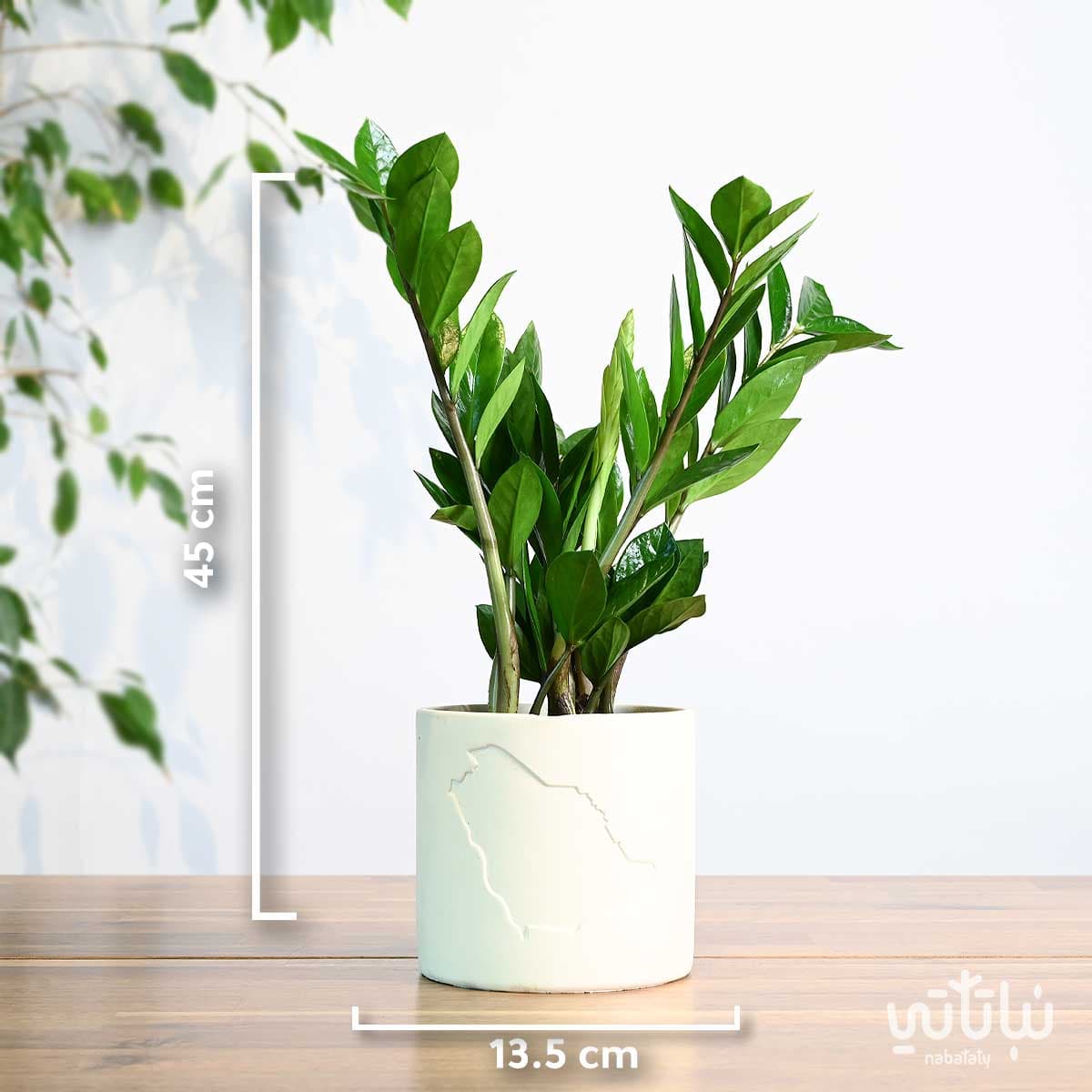 هدية نبتة الزاميا في حوض خريطة المملكة 2