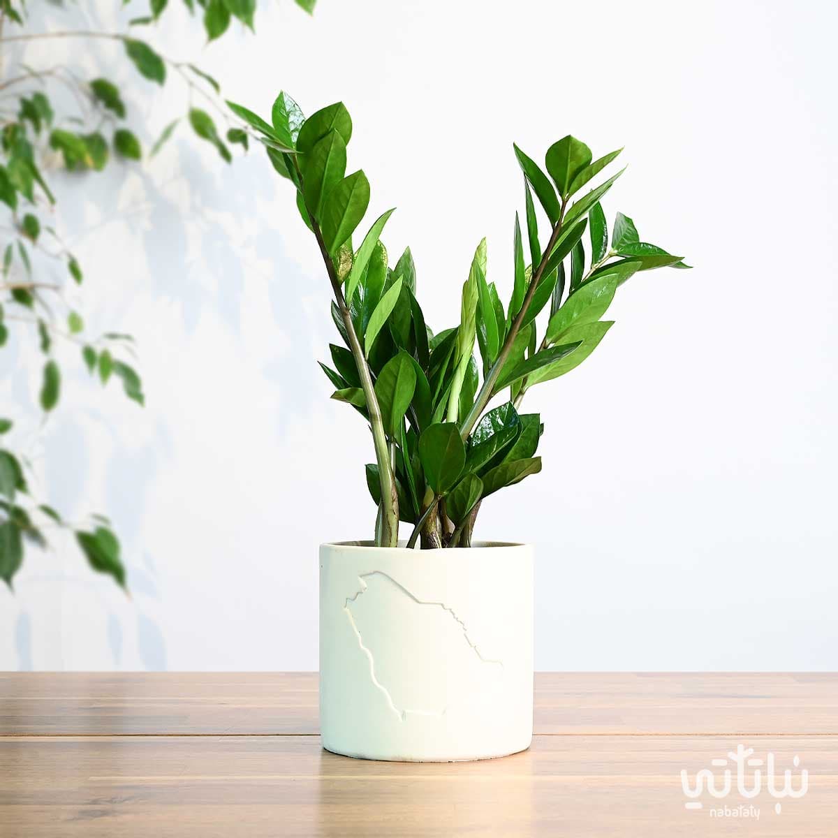 هدية نبتة الزاميا في حوض خريطة المملكة