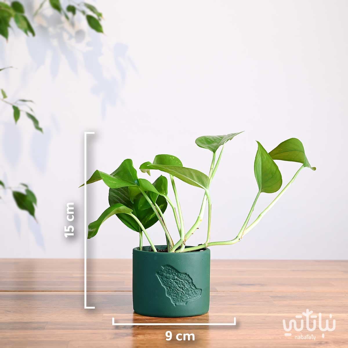 هدية نبتة البوتس في اصيص خريطة المملكة 2