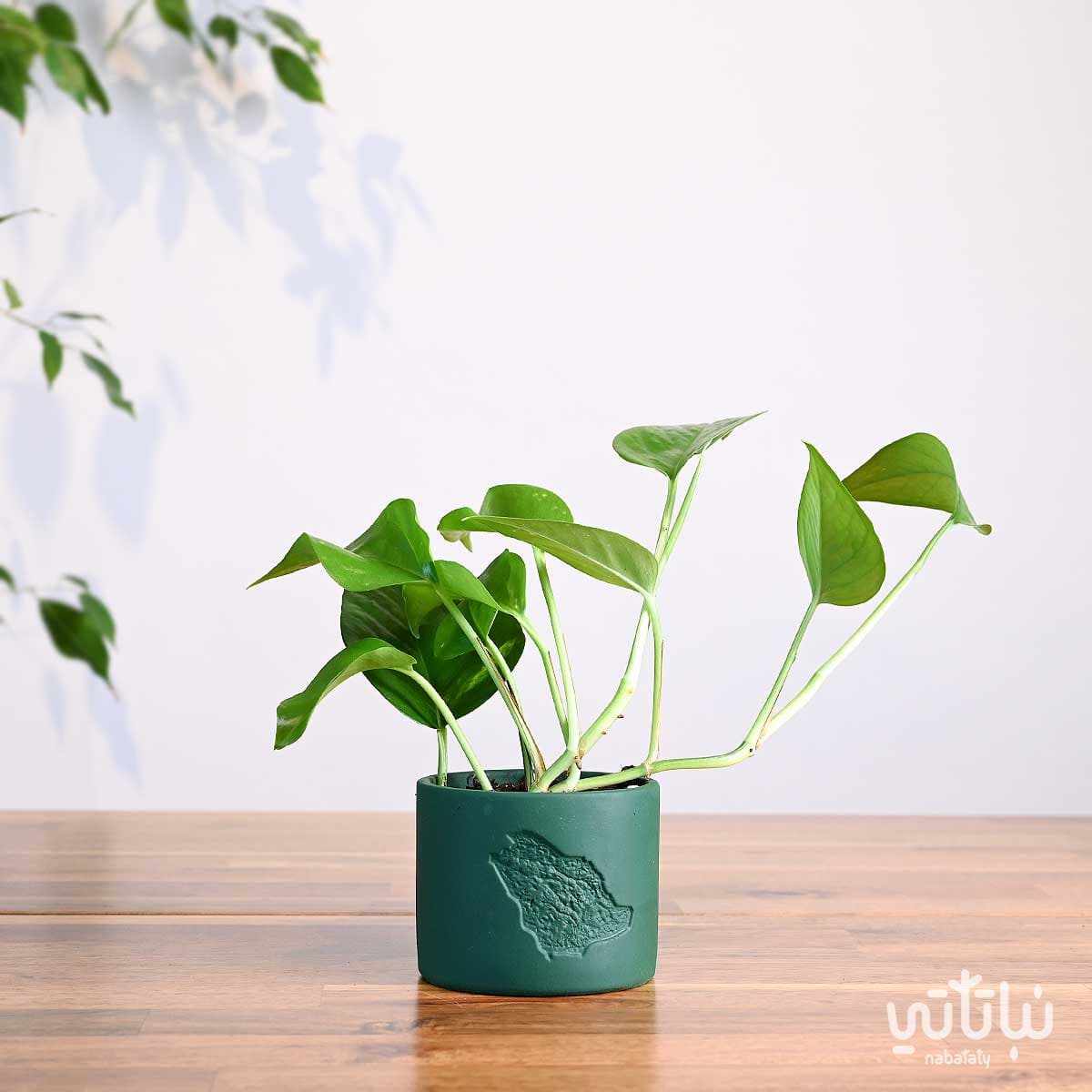 هدية نبتة البوتس في اصيص خريطة المملكة