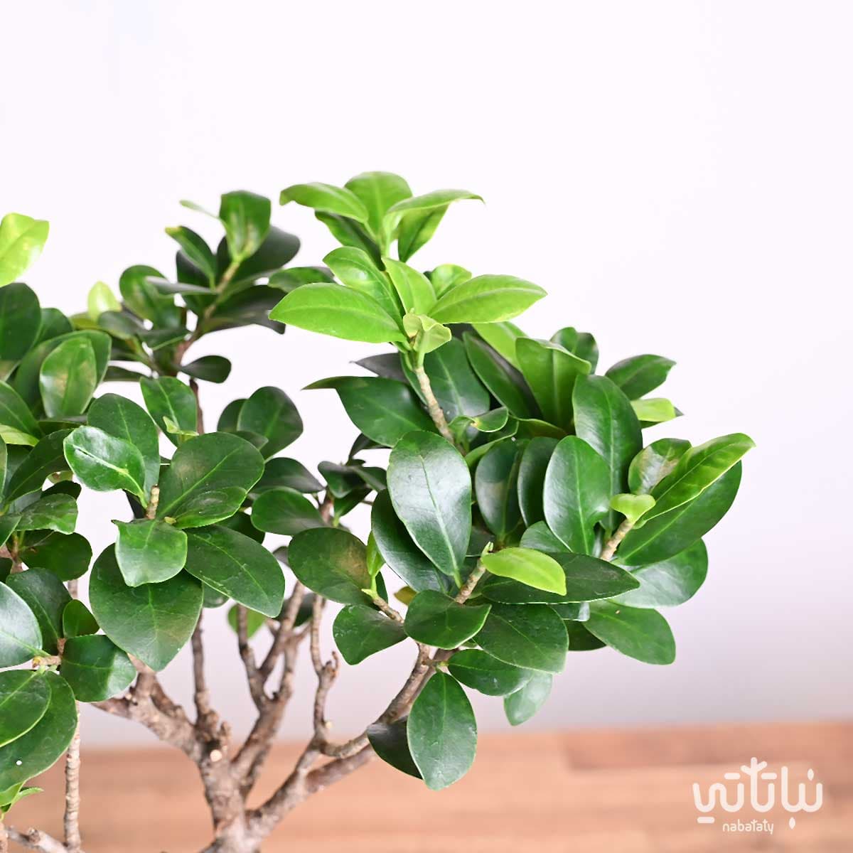 هدية نبتة البونساي في حوض الجمل 3