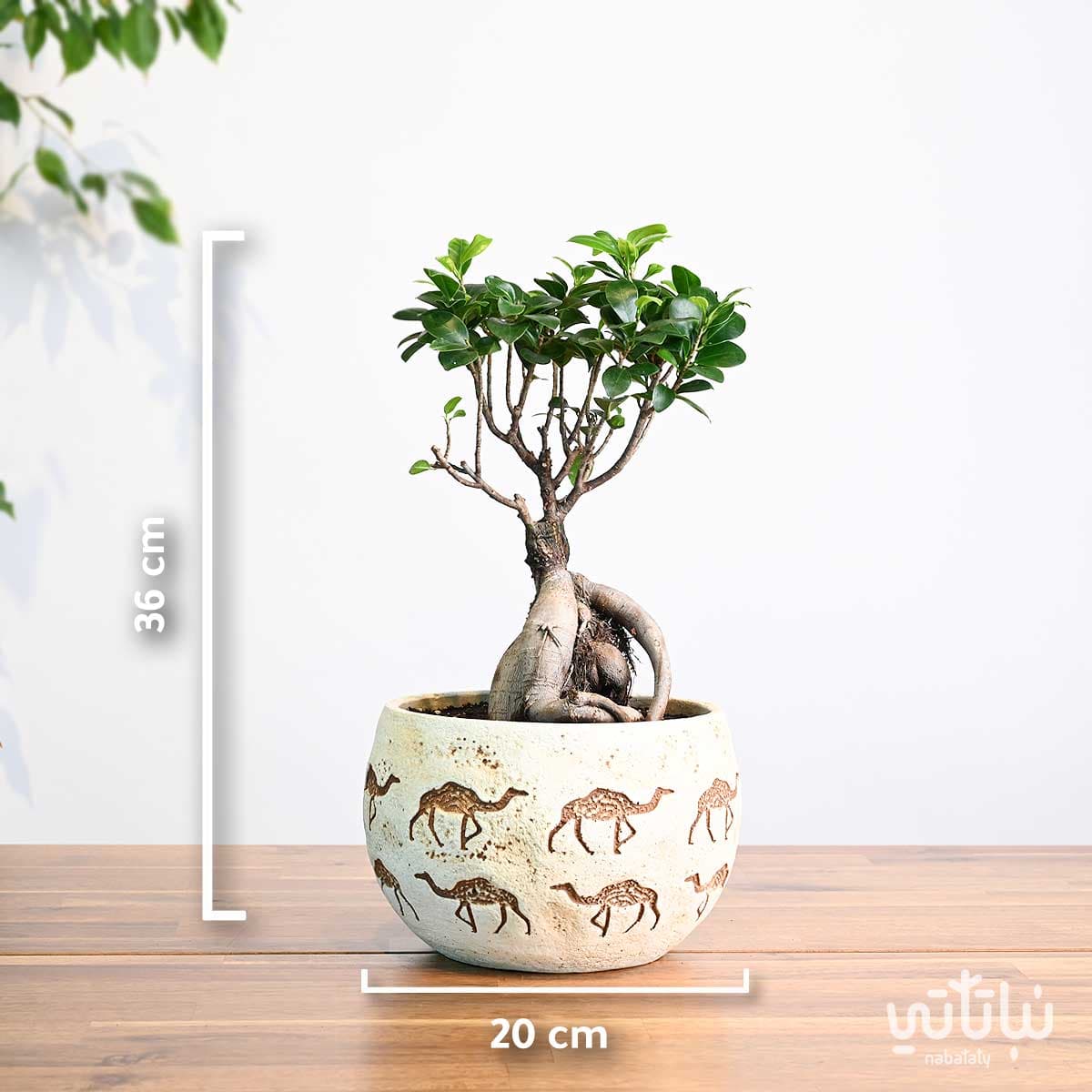 هدية نبتة البونساي في حوض الجمل 2