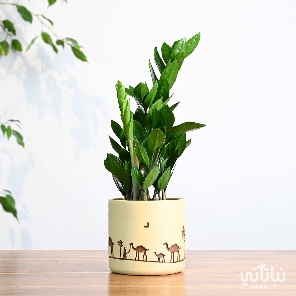 هدية نبتة الزاميا في حوض قافلة الجمل