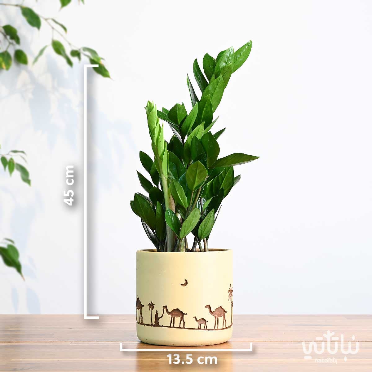 هدية نبتة الزاميا في حوض قافلة الجمل 2