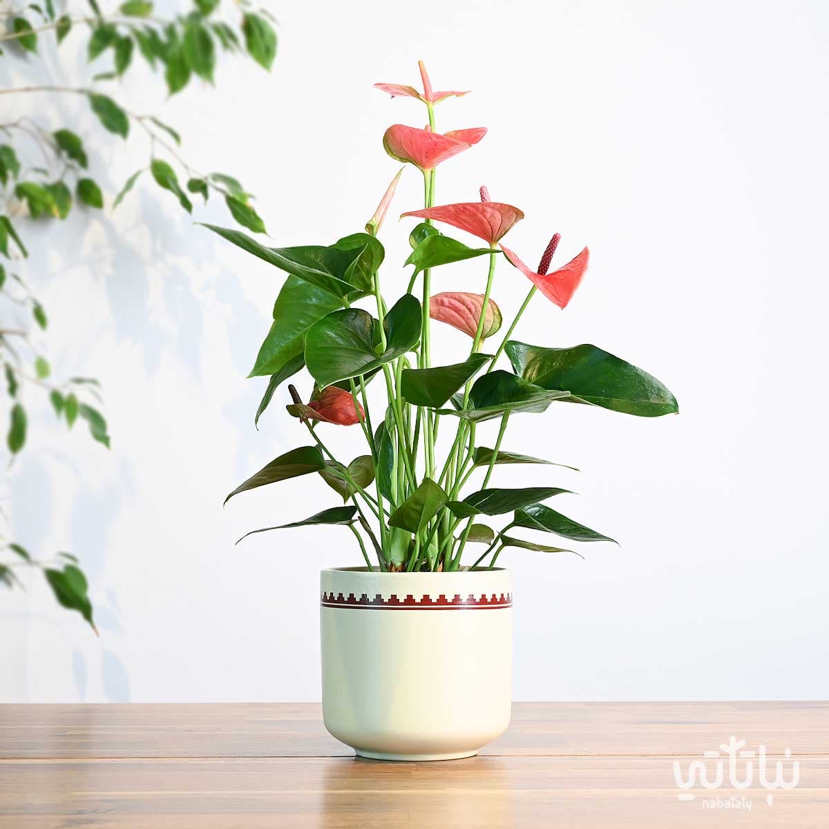 هدية نبتة الانتوريوم الوردي في اصيص نقش نجدي 1