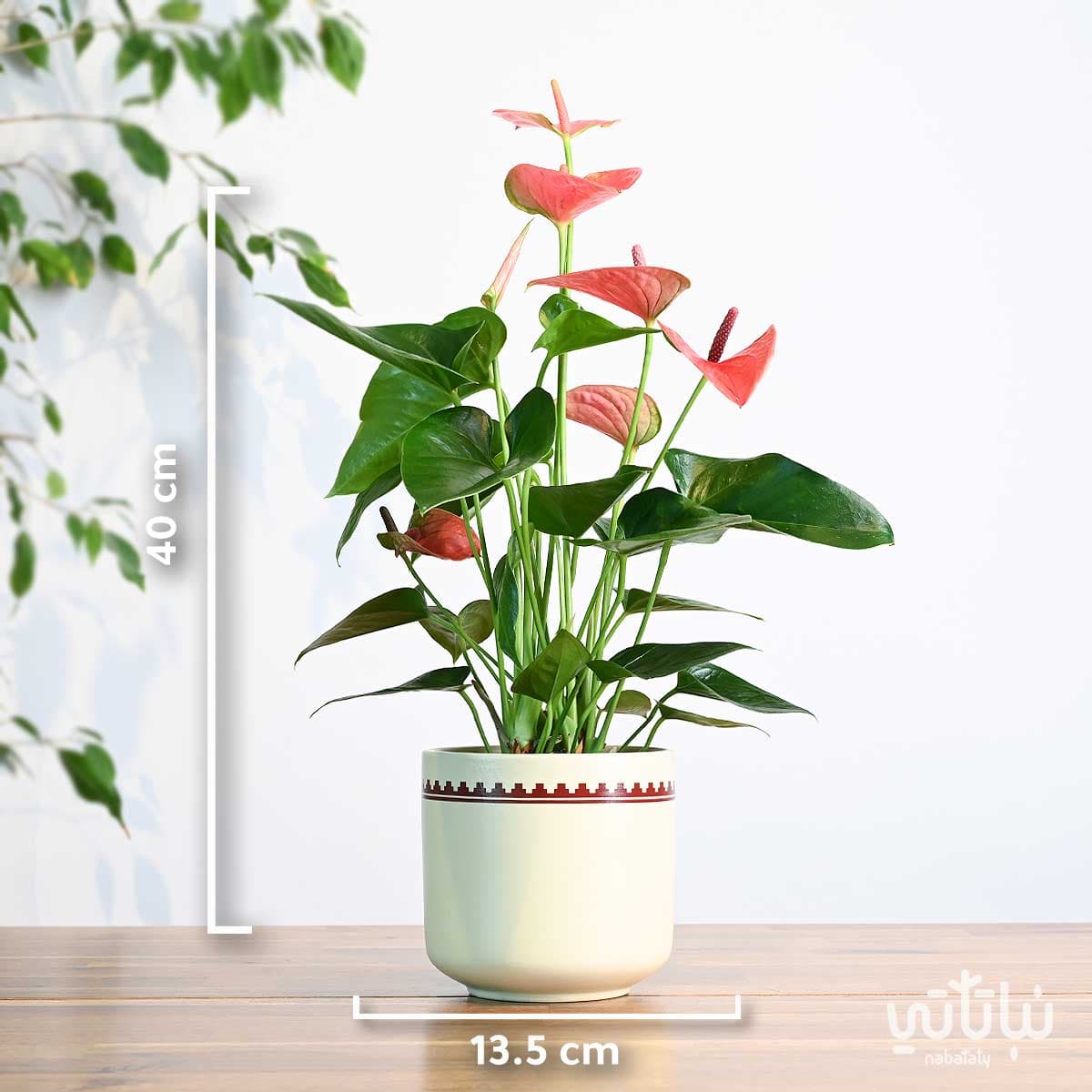 هدية نبتة الانتوريوم الوردي في اصيص نقش نجدي 2