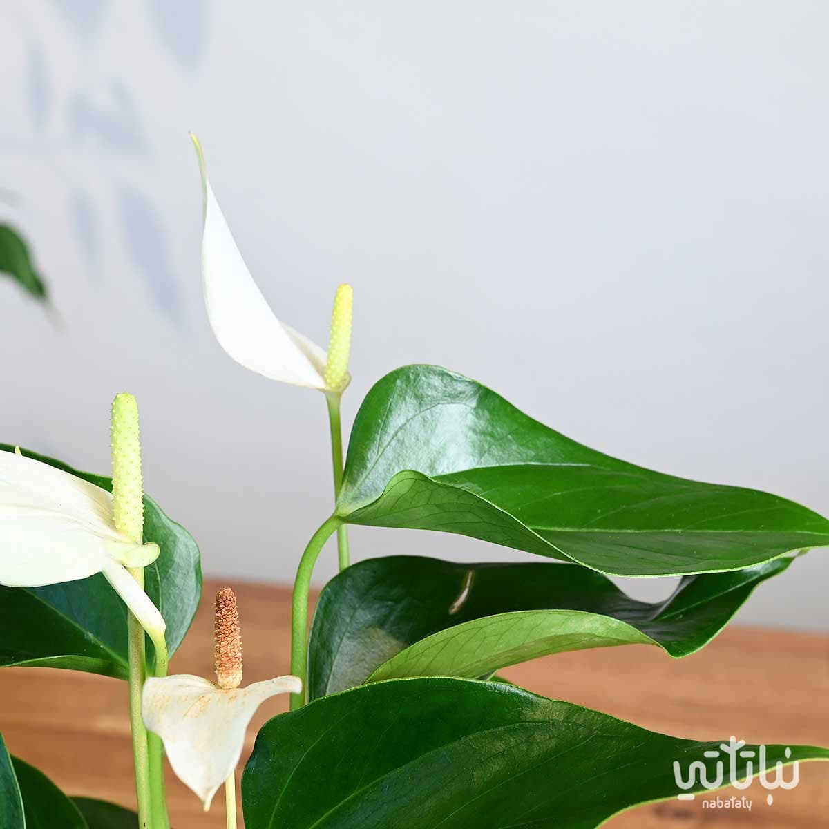 هدية نبتة الانتوريوم الابيض في اصيص نقش نجدي 3