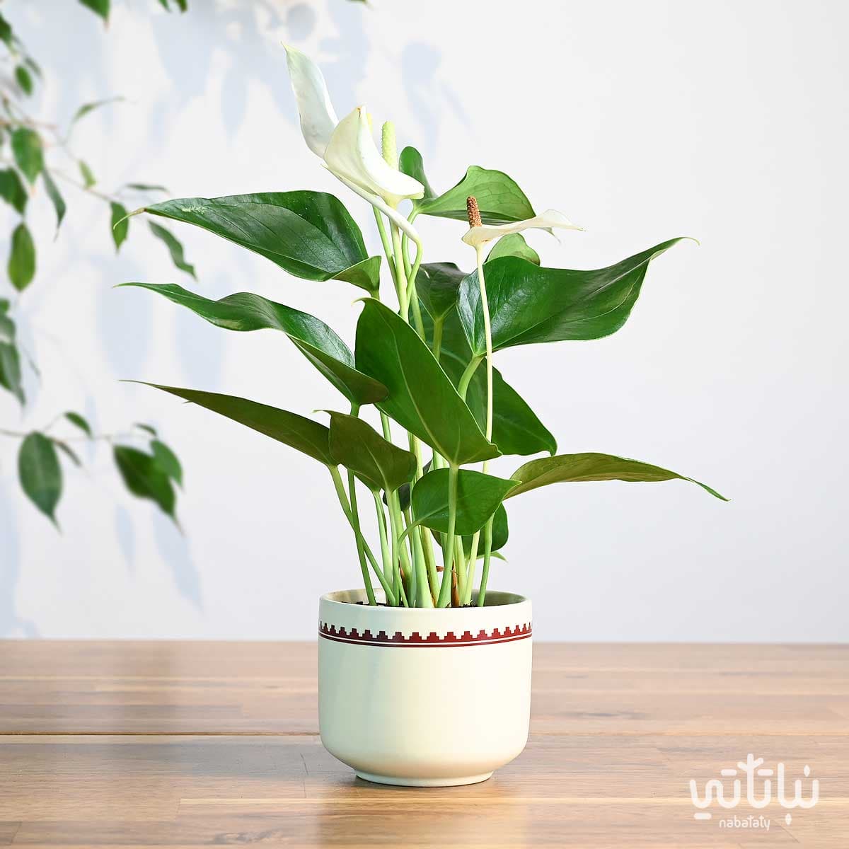 هدية نبتة الانتوريوم الابيض في اصيص نقش نجدي 1