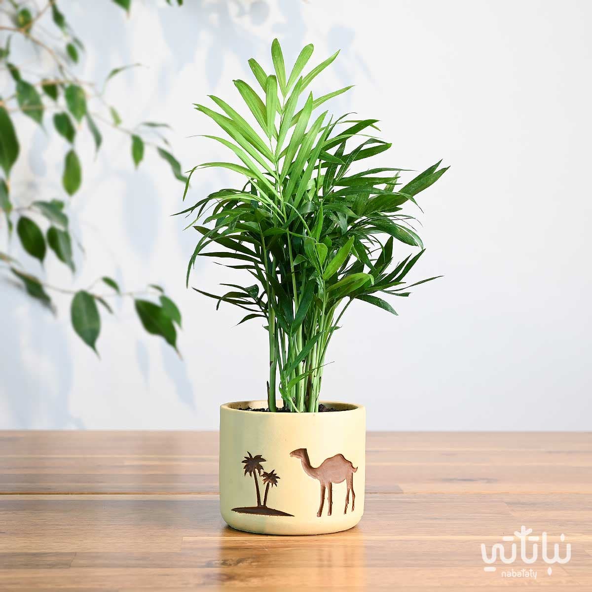 هدية نبتة تشامادوريا في اصيص الجمل والنخلة 1