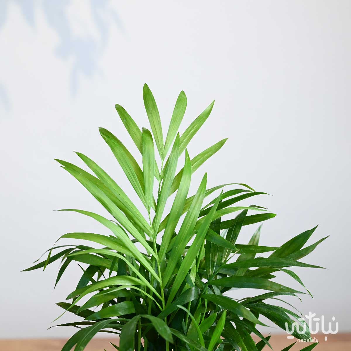 هدية نبتة تشامادوريا في اصيص الجمل والنخلة 3