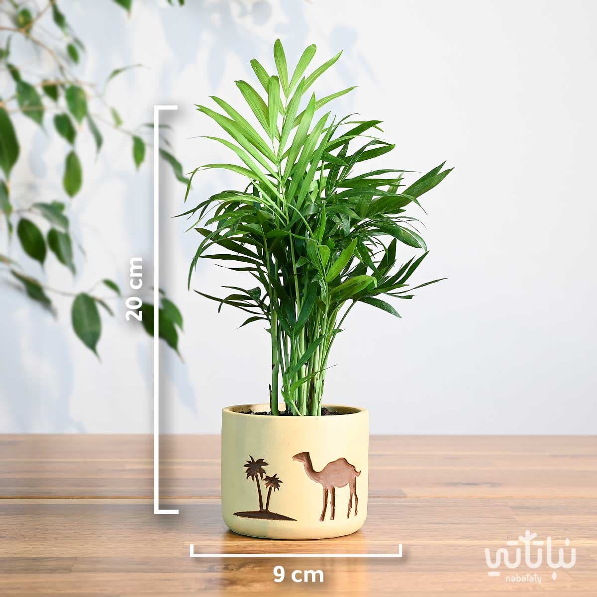 هدية نبتة تشامادوريا في اصيص الجمل والنخلة 2