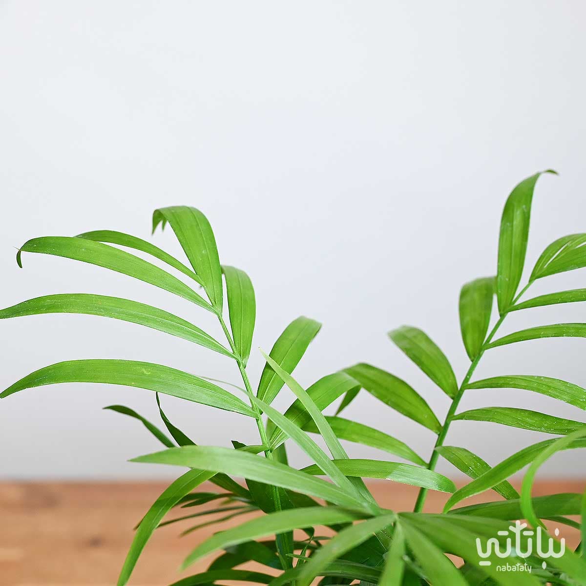 هدية نبتة تشامادوريا في اصيص الطراز السلماني 3