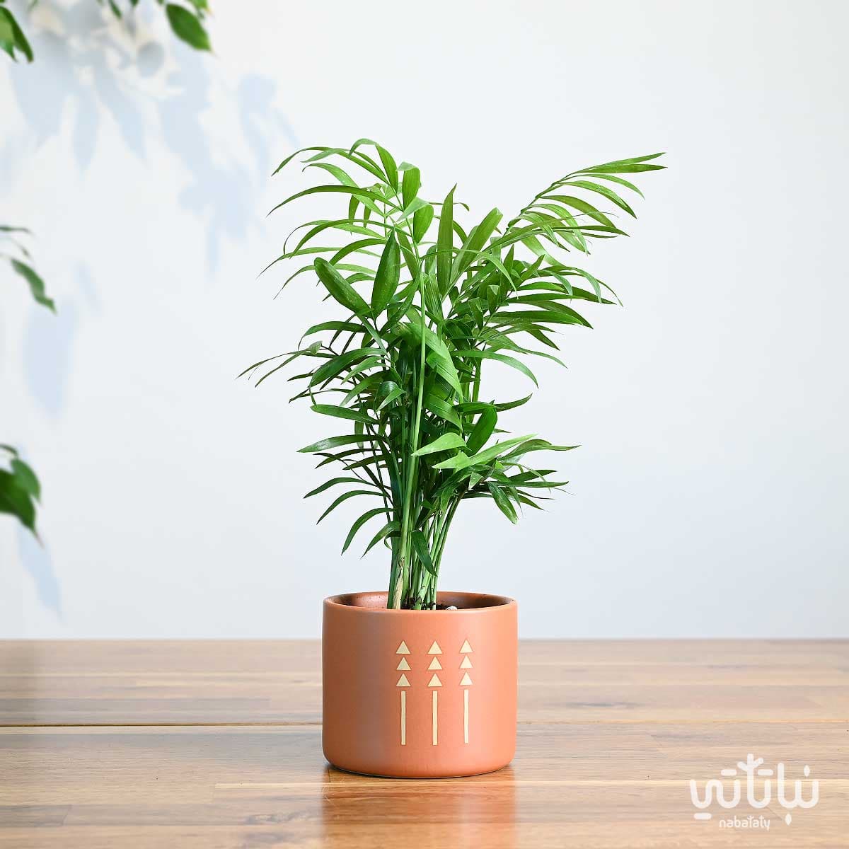 هدية نبتة تشامادوريا في اصيص الطراز السلماني