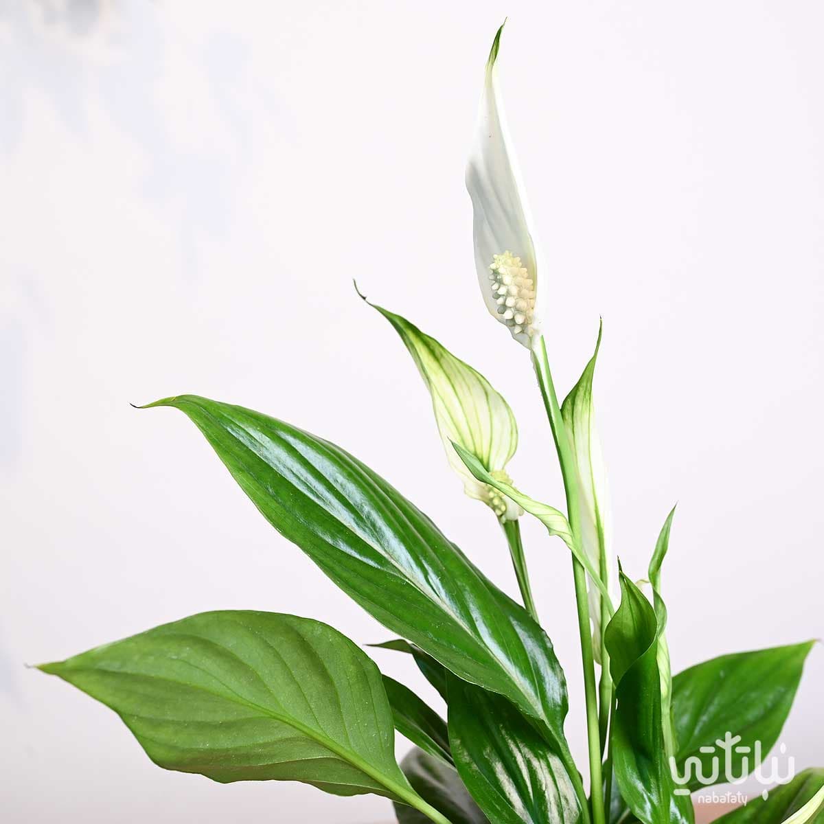 هدية نبتة الاشرعة البيضاء في اصيص الطراز السلماني 3