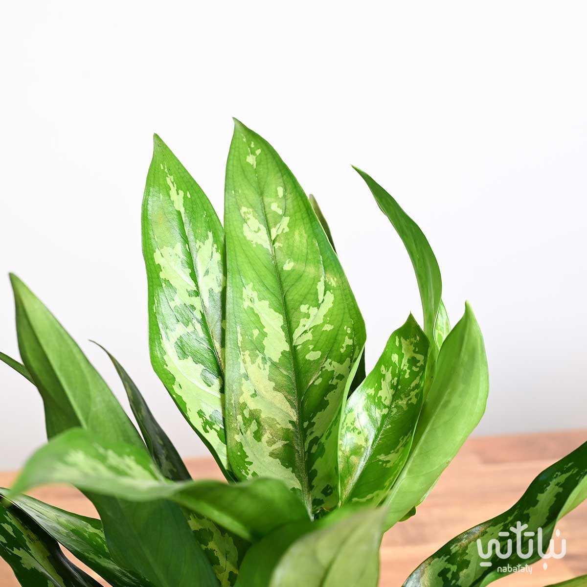 هدية نبتة الاجلونيما في اصيص الطراز السلماني 3