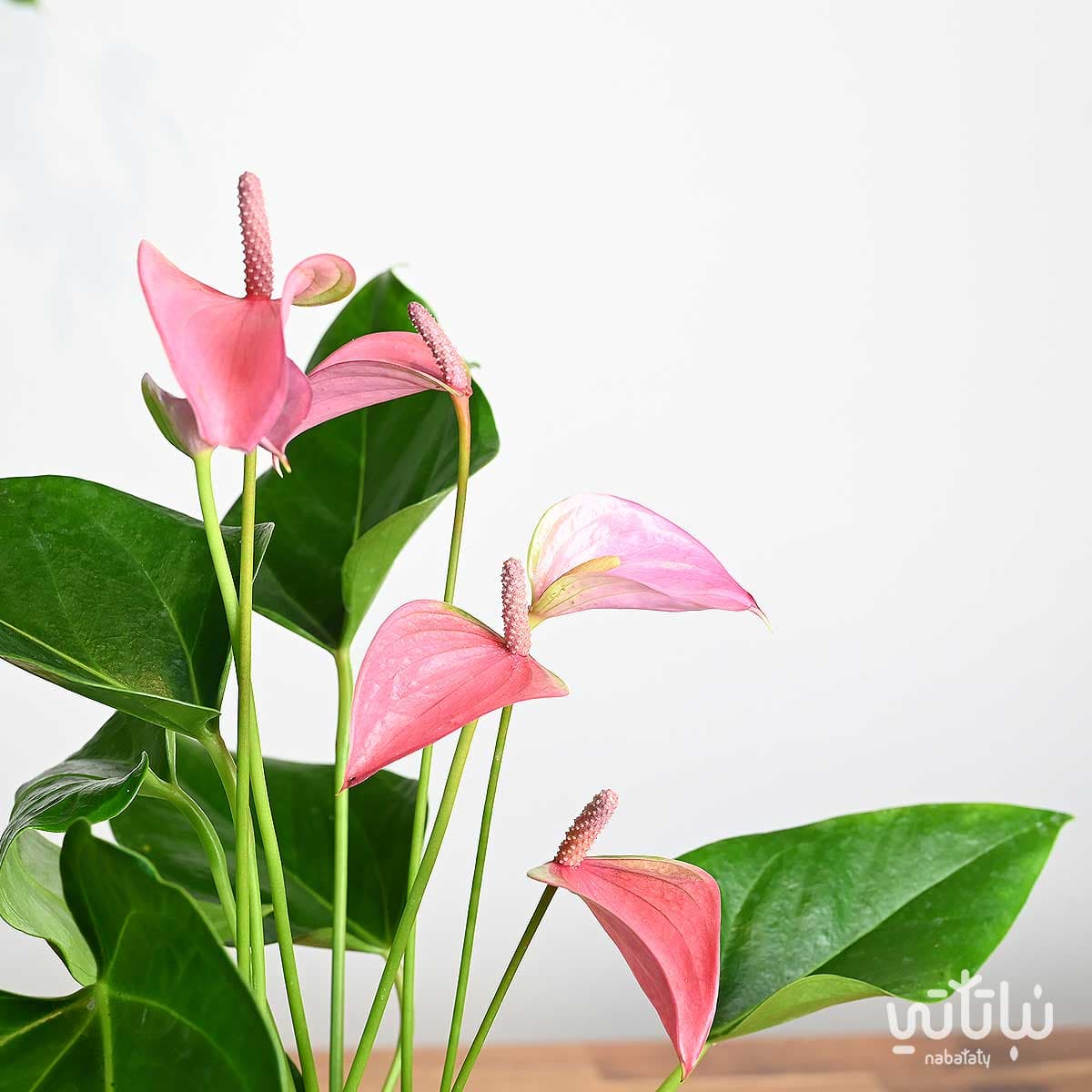 هدية نبتة الانتوريوم في اصيص الطراز السلماني 3