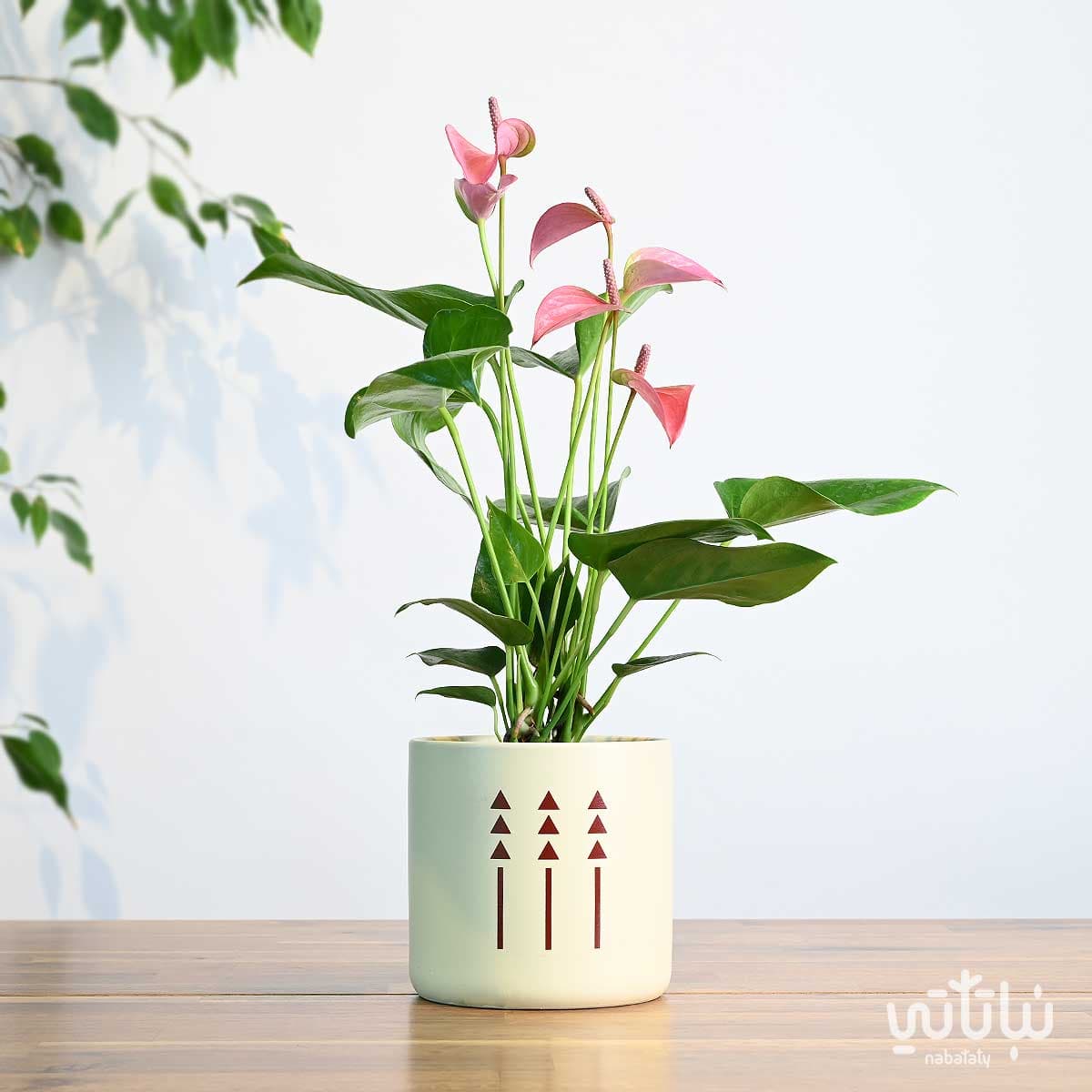 هدية نبتة الانتوريوم في اصيص الطراز السلماني