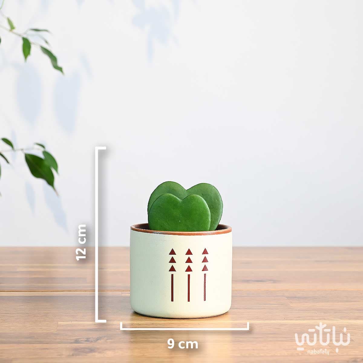 هدية نبتة الهويا دبل في اصيص الطراز السلماني 2