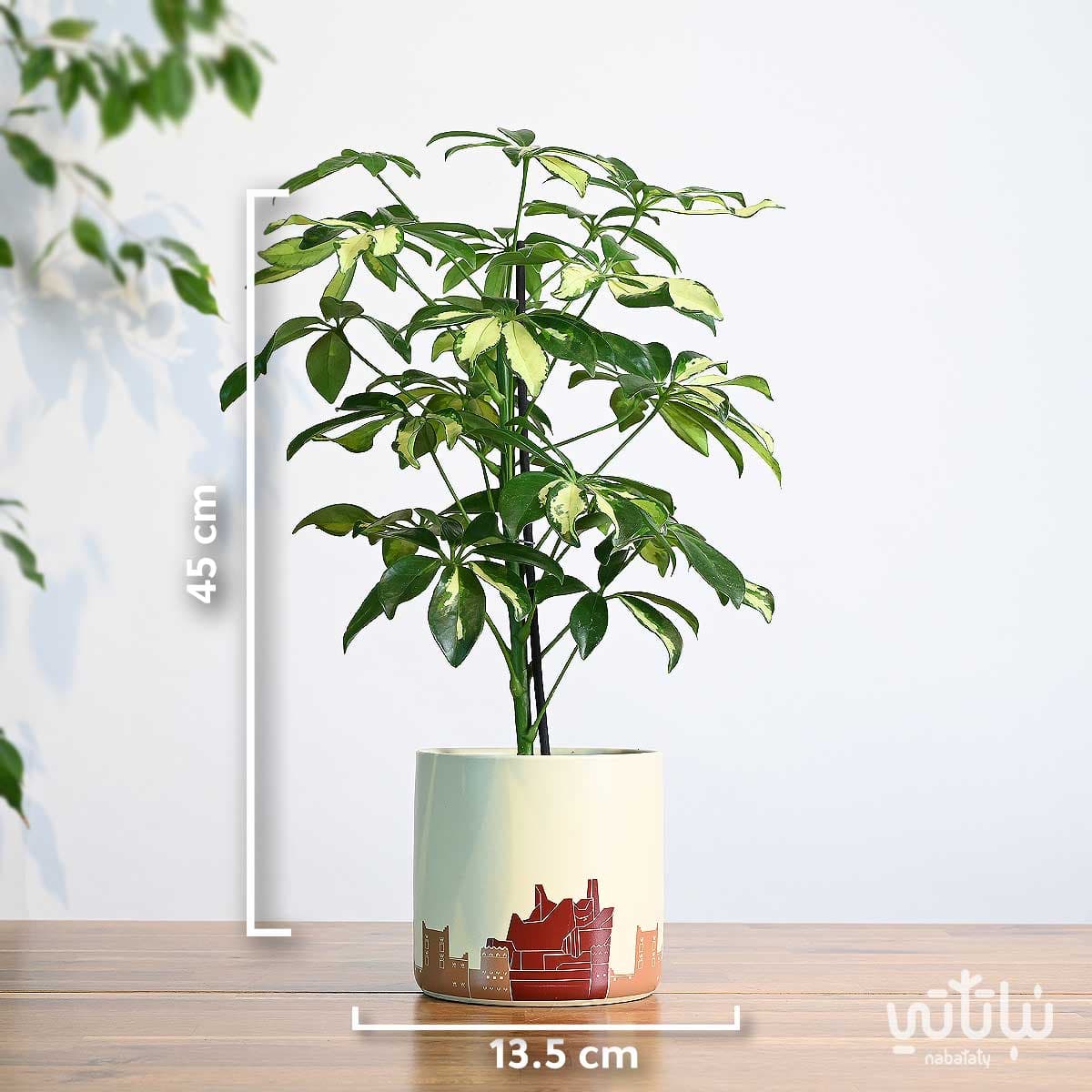 هدية نبتة شفليرا مبرقشة في حوض الدرعية 2