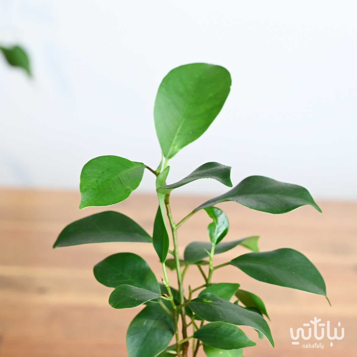 هدية نبتة بونساي ميني في حوض الدرعية 3