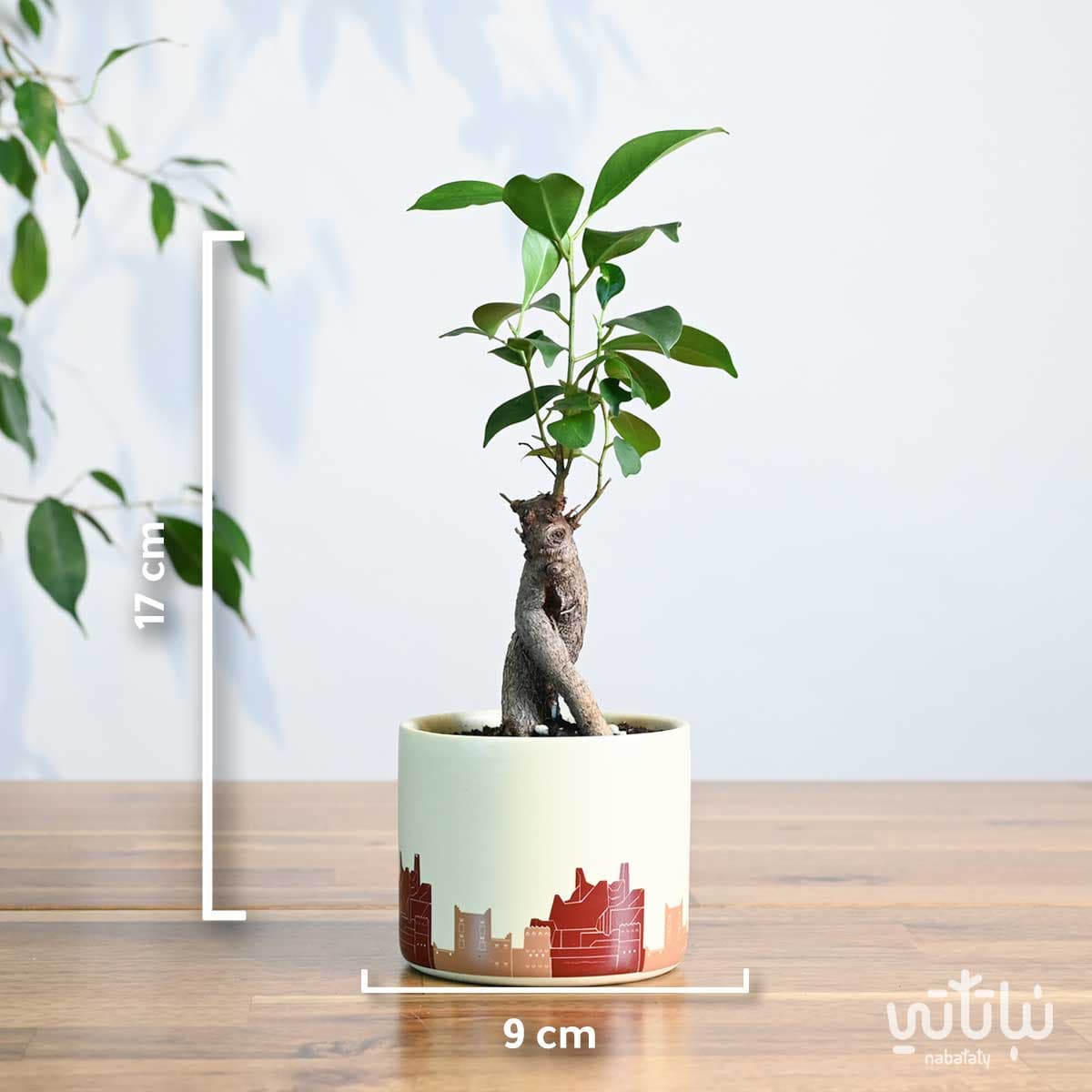 هدية نبتة بونساي ميني في حوض الدرعية 2