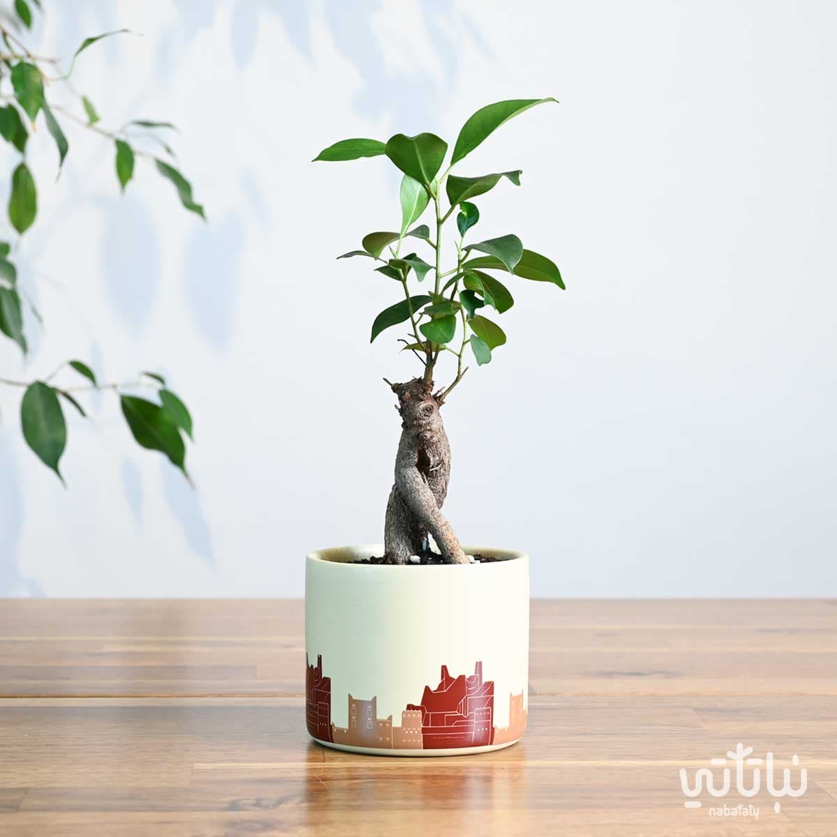 هدية نبتة بونساي ميني في حوض الدرعية