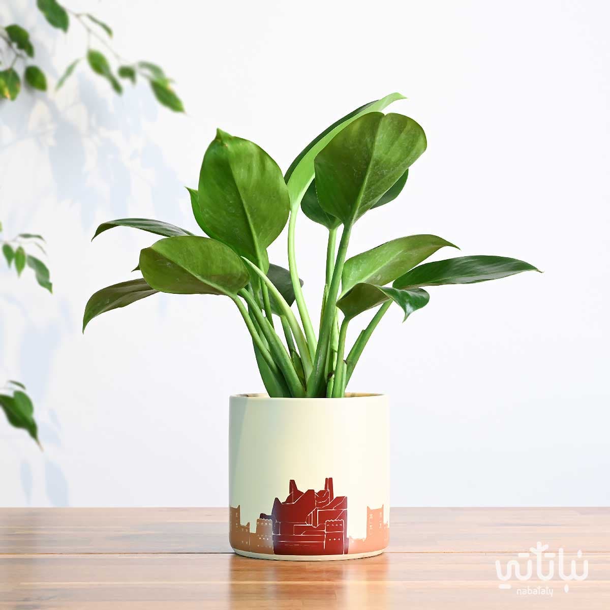 هدية نبتة الاميرة الخضراء في حوض الدرعية