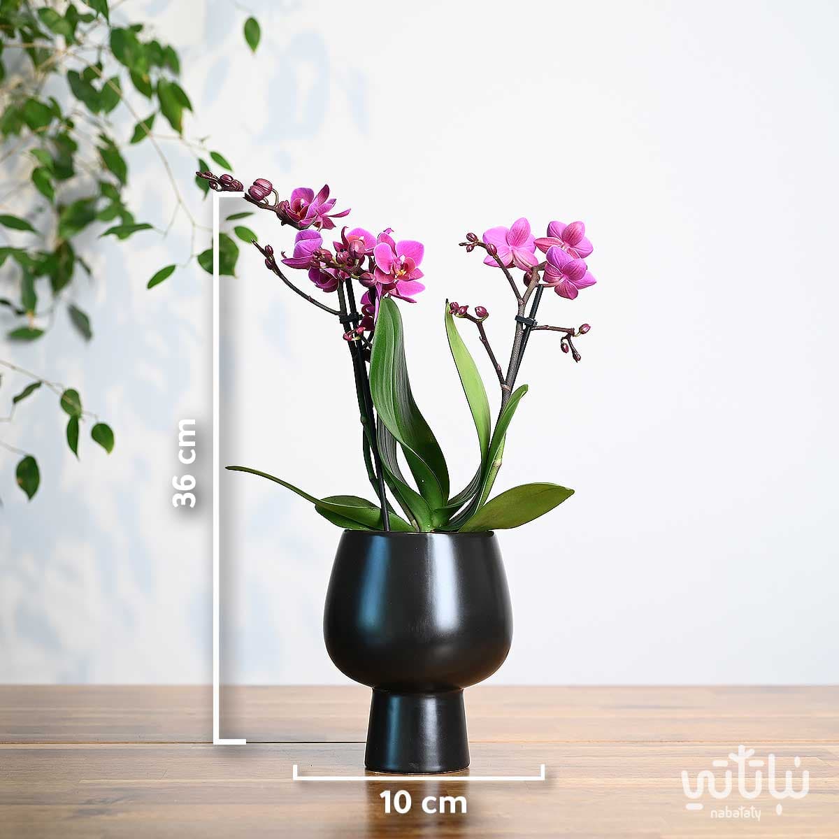 نبتة اوركيد بنفسجي صغير في اصيص سيراميك اسود 3
