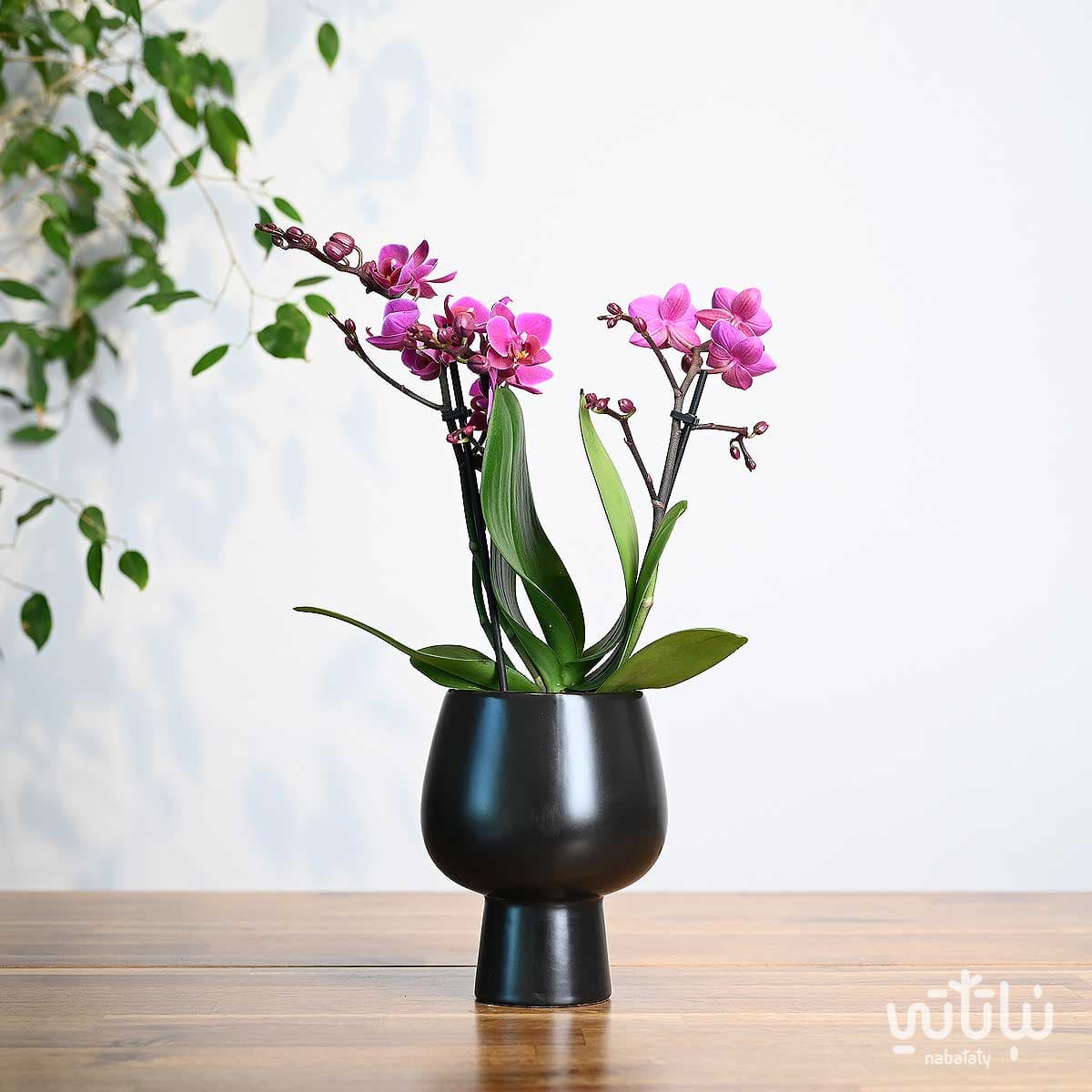 نبتة اوركيد بنفسجي صغير في اصيص سيراميك اسود