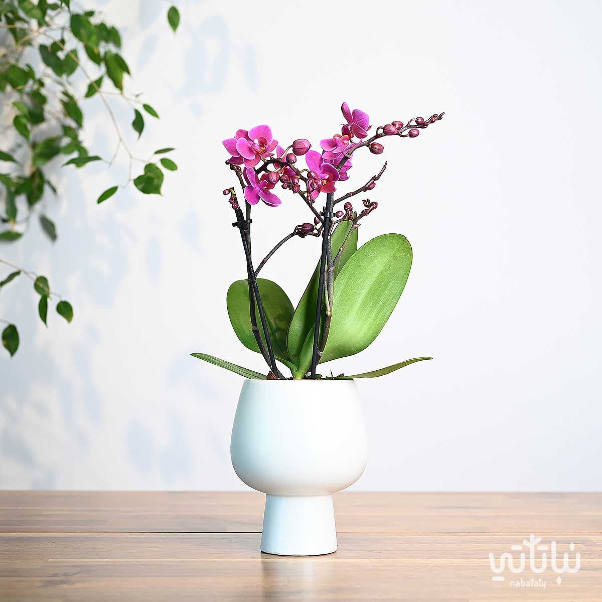 نبتة اوركيد بنفسجي صغير في اصيص سيراميك ابيض