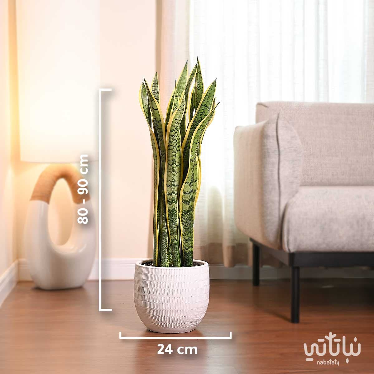 نبتة جلد النمر كبيرة في حوض سيراميك ابيض