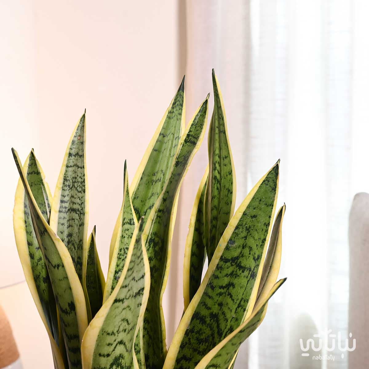 نبتة جلد النمر كبيرة في حوض سيراميك ابيض 2