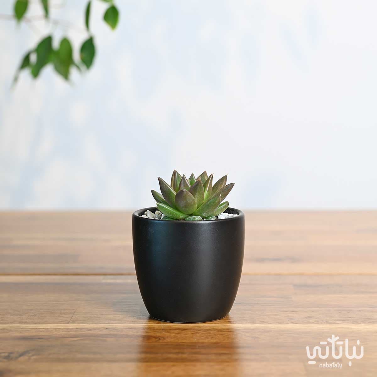 نبتة ايشيفيريا صغيرة في اصيص سيراميك اسود 1