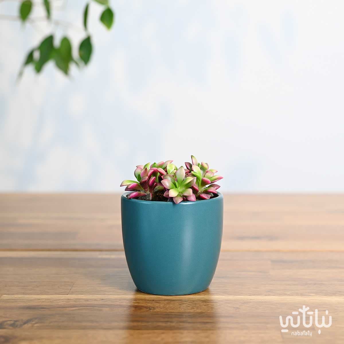 نبتة ايشيفيريا صغيرة في اصيص سيراميك ازرق 1