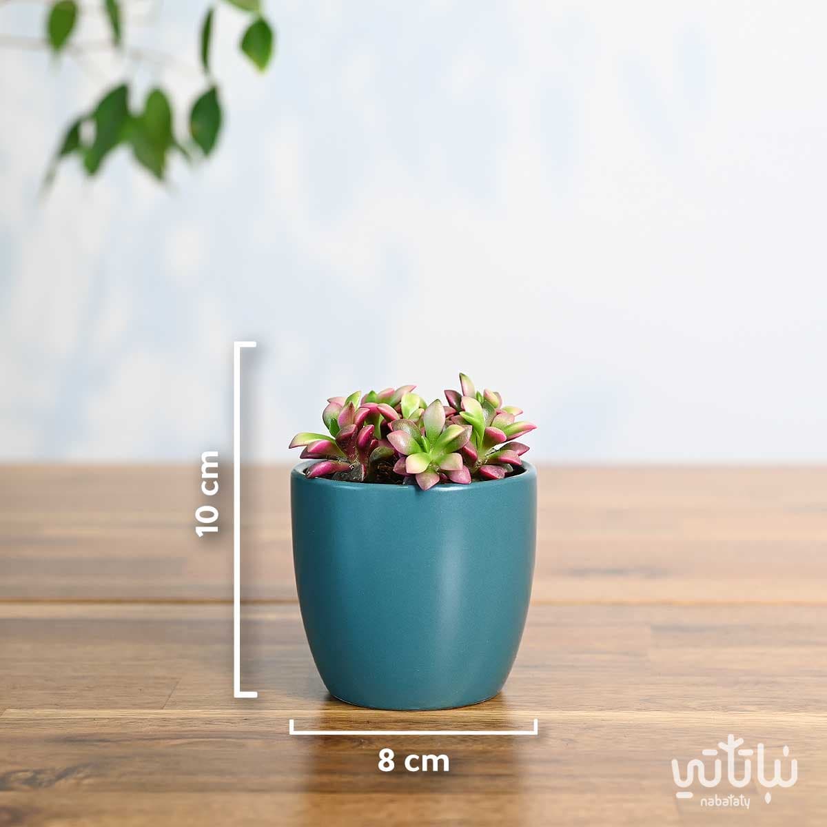 نبتة ايشيفيريا صغيرة في اصيص سيراميك ازرق 2