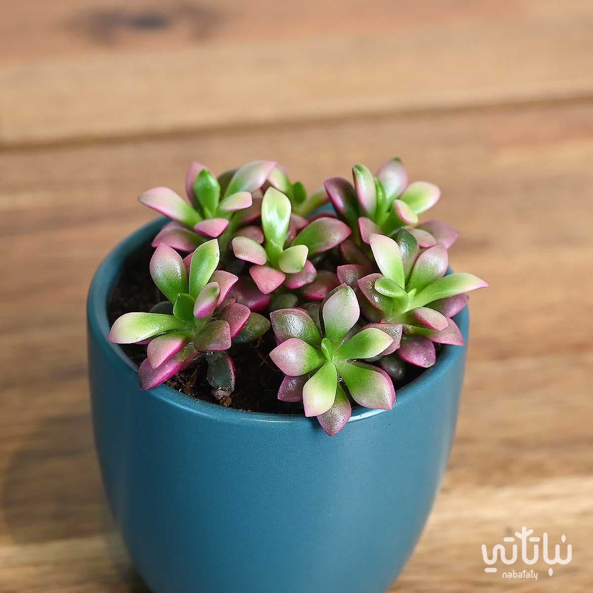 نبتة ايشيفيريا صغيرة في اصيص سيراميك ازرق 3