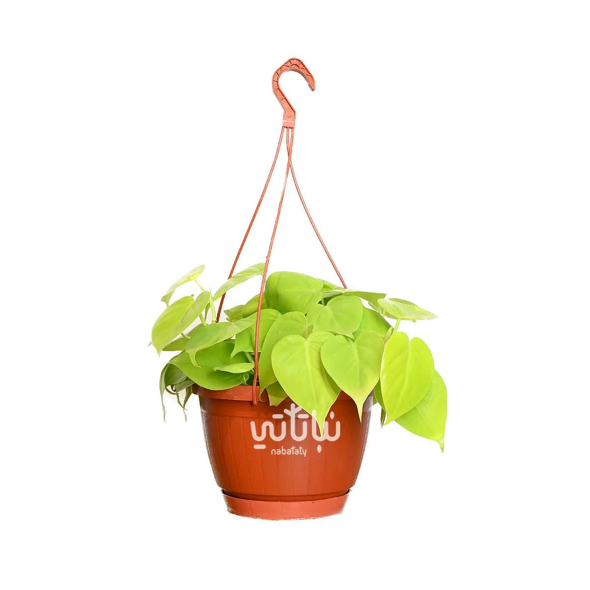 نبتة كرمة المحبوب نيون في حوض معلق 1