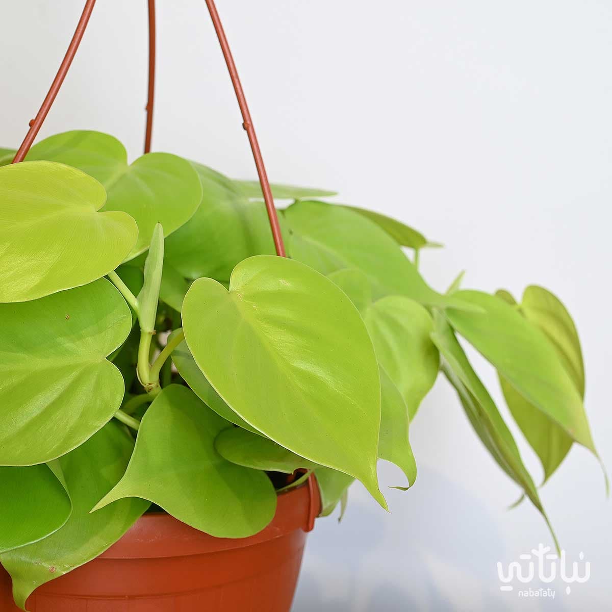 نبتة كرمة المحبوب نيون في حوض معلق 2